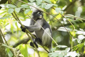 Central Thailand Nature Reserve Stampe: Dusky leaf monkey (Trachypithecus obscurus)