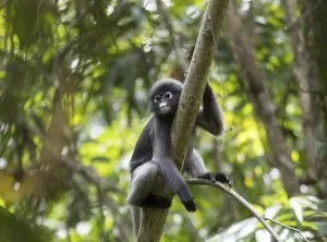Central Thailand Nature Reserve Stampe: Dusky leaf monkey (Trachypithecus obscurus)