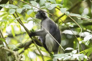 Central Thailand Nature Reserve Stampe: Dusky leaf monkey (Trachypithecus obscurus)