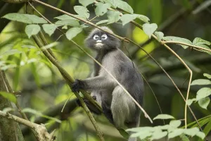Central Thailand Nature Reserve Stampe: Dusky leaf monkey (Trachypithecus obscurus)