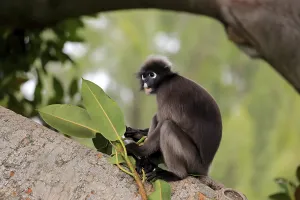 Cercopithecidae Family Photos Stampe: Dusky leaf monkey (Trachypithecus obscurus)
