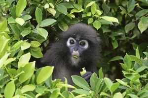Malaysian Wildlife Images Stampe: Dusky leaf monkey (Trachypithecus obscurus)