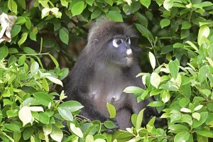 Travel Photography Malaysia Stampe: Dusky leaf monkey (Trachypithecus obscurus)