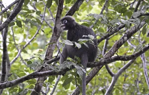 Animal Feed And Ingestion Stampe: Dusky leaf monkey (Trachypithecus obscurus)