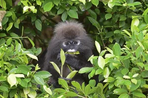 Malaysia Travel Photography Stampe: Dusky leaf monkey (Trachypithecus obscurus)