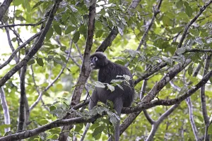 Malaysia Travel Photography Stampe: Dusky leaf monkey (Trachypithecus obscurus)