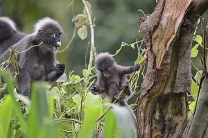 Animal Feed Photography Stampe: Dusky leaf monkey (Trachypithecus obscurus)