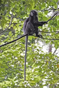Wildlife Landscape Photography Stampe: Dusky leaf monkey (Trachypithecus obscurus)