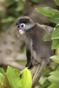 Captive Monkey Photos Stampe: Dusky Leaf Monkey (Trachypithecus obscurus)