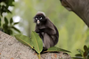 Tree Dwelling Mammals Stampe: Dusky leaf monkey (Trachypithecus obscurus)