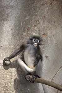 Captive Monkey Photos Stampe: Dusky Leaf Monkey (Trachypithecus obscurus)