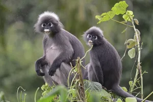 Catarrhine Primate Species Stampe: Dusky leaf monkey (Trachypithecus obscurus)