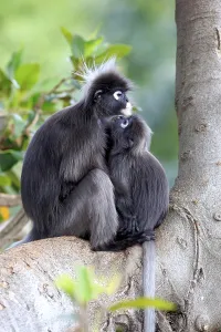 Young Animal Behavior Stampe: Dusky leaf monkey (Trachypithecus obscurus)