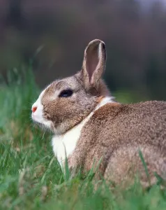 Lagomorpha Mammal Species Stampe: Dwarf Rabbit, Dwarf Rabbit