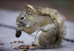 Rodent Foraging Behavior Stampe: Eastern gray squirrel (Sciurus carolinensis)