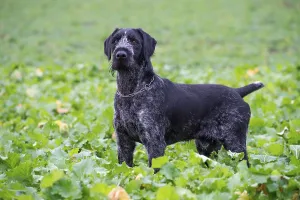Hunting Dog Images Stampe: German wirehaired pointer