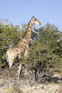 Namibia Africa Stampe: Giraffe (Giraffa camelopardalis)
