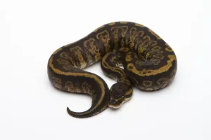 Ball Python Female Stampe: Granite Ball Python or Royal Python (Python regius)