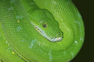 Wild Animals In North Rhine Westphalia Stampe: Green tree python (Chondropython viridis)