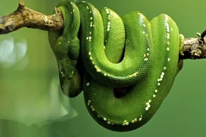 Constrictor Snake Species Stampe: Green tree python (Chondropython viridis)