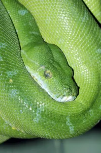 Deserted Nature Landscape Stampe: Green Tree Python (Chondropython viridis)