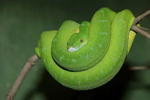 Green Tree Python Stampe: Green Tree Python (Chondropython viridis)