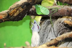 Green Tree Python Stampe: Green tree python (Chondropython viridis)