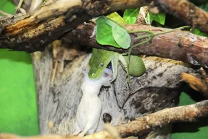 Zoo Animals Germany Stampe: Green tree python (Chondropython viridis)