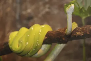 Reptile Fauna Stampe: Green tree python (Chondropython viridis), captive