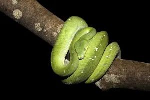 Uninhabited Jungle Scene Stampe: Green Tree Python (Morelia viridis)