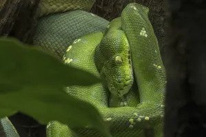Australian Snakes Stampe: Green tree python (Morelia viridis) (Python viridis) curled up in tree