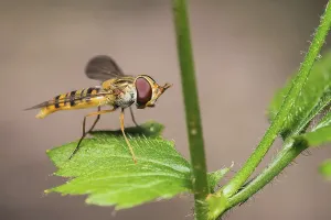 Insect Photography Tips Stampe: Hoverfly
