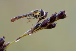 Flying Insects Photos Stampe: hoverfly