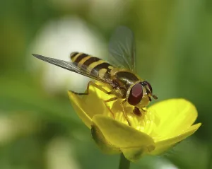 Natural Environment Insect Pictures Stampe: hoverfly