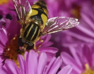 Wildlife Photography Flies Stampe: Hoverfly drinking nectar