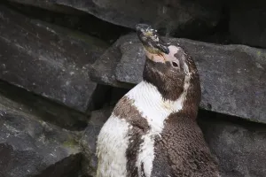 African Penguin Habitat Stampe: Humboldt Penguin
