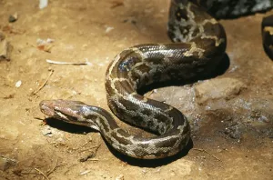 Constrictor Snake Species Stampe: India rock python (python molurus), india