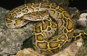 Stampa con cornice : INDIAN Serpente indiano (python molurus) Stampa con cornice : INDIAN Serpente indiano (python molurus)