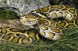 Reptiles In Natural Habitat Stampe: Indian python (python molurus)