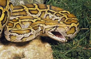 Aggressive Snake Behavior Stampe: Indian python (python molurus)