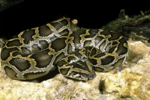 Python indiano (python molurus)