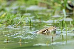Pitone indiano (Python molurus)