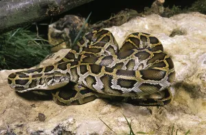 Asian Reptiles Stampe: Indian Python (python molurus)
