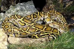 Pitone indiano (Python molurus)