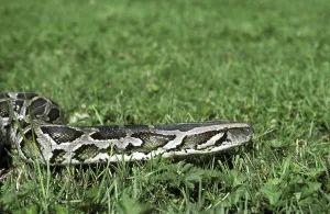 Constrictor Snake Species Stampe: Indian python (python molurus)