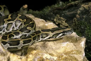 Constrictor Snake Species Stampe: Indian python (python molurus)