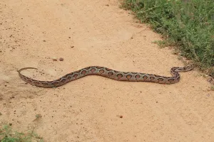 Constrictor Snake Species Stampe: Indian python (Python molurus)
