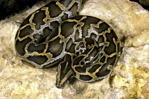Asian Reptiles Stampe: Indian python (python molurus)