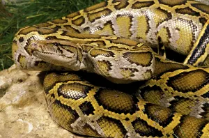 Wild Animal Protection Stampe: Indian python (python molurus), adult