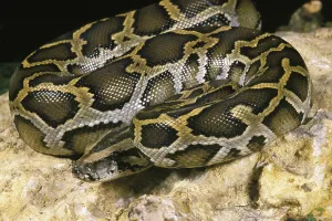 Wild Animal Photography India Stampe: Indian python (python molurus), adult on rock